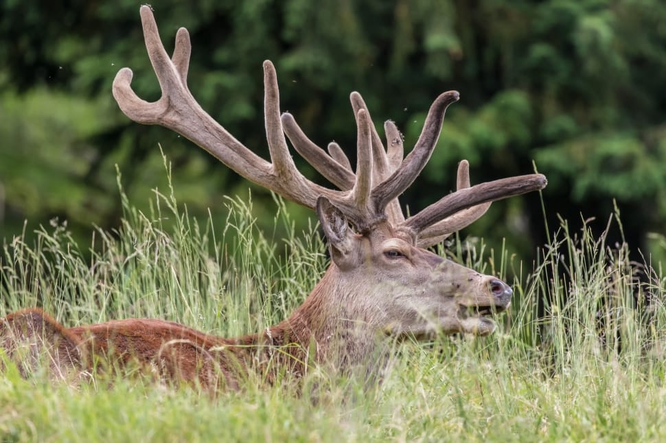 gray and brown deer lying on grass field preview