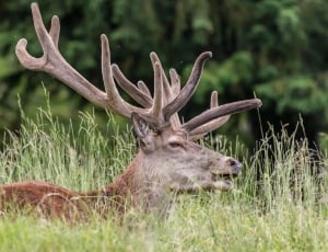 gray and brown deer lying on grass field thumbnail