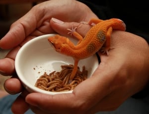 person carrying a orange and gray gecko on a white ceramic cup filled with brown worms thumbnail