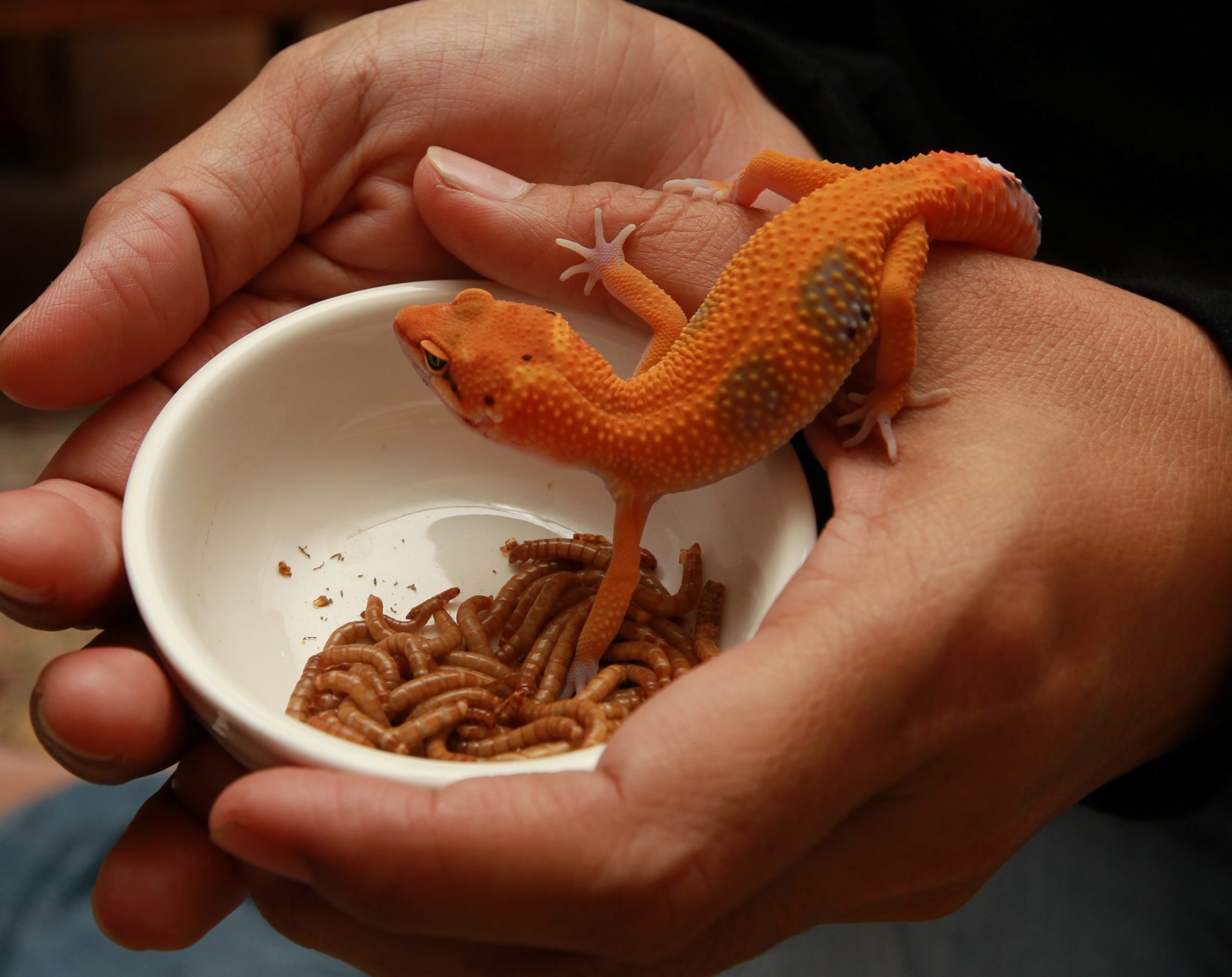 person carrying a orange and gray gecko on a white ceramic cup filled with brown worms