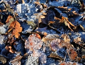 Morning, Park, Winter, Leaves, Frost, leaf, no people thumbnail