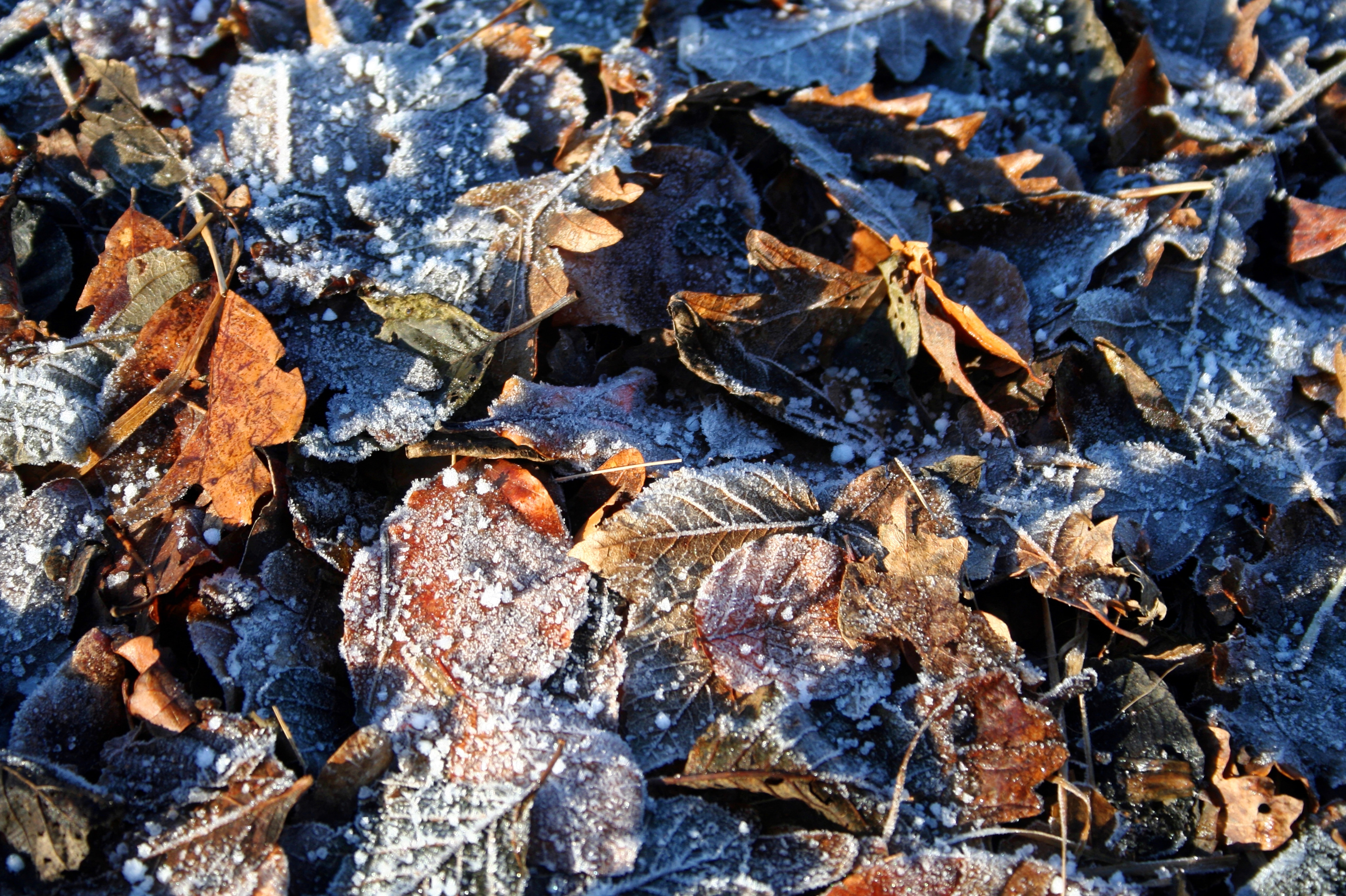 Morning, Park, Winter, Leaves, Frost, leaf, no people