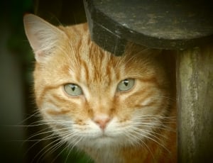 brown tabby cat beside brown wooden fence thumbnail