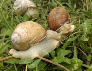 Slowly, Snail, Shell, Crawl, snail, animal shell thumbnail