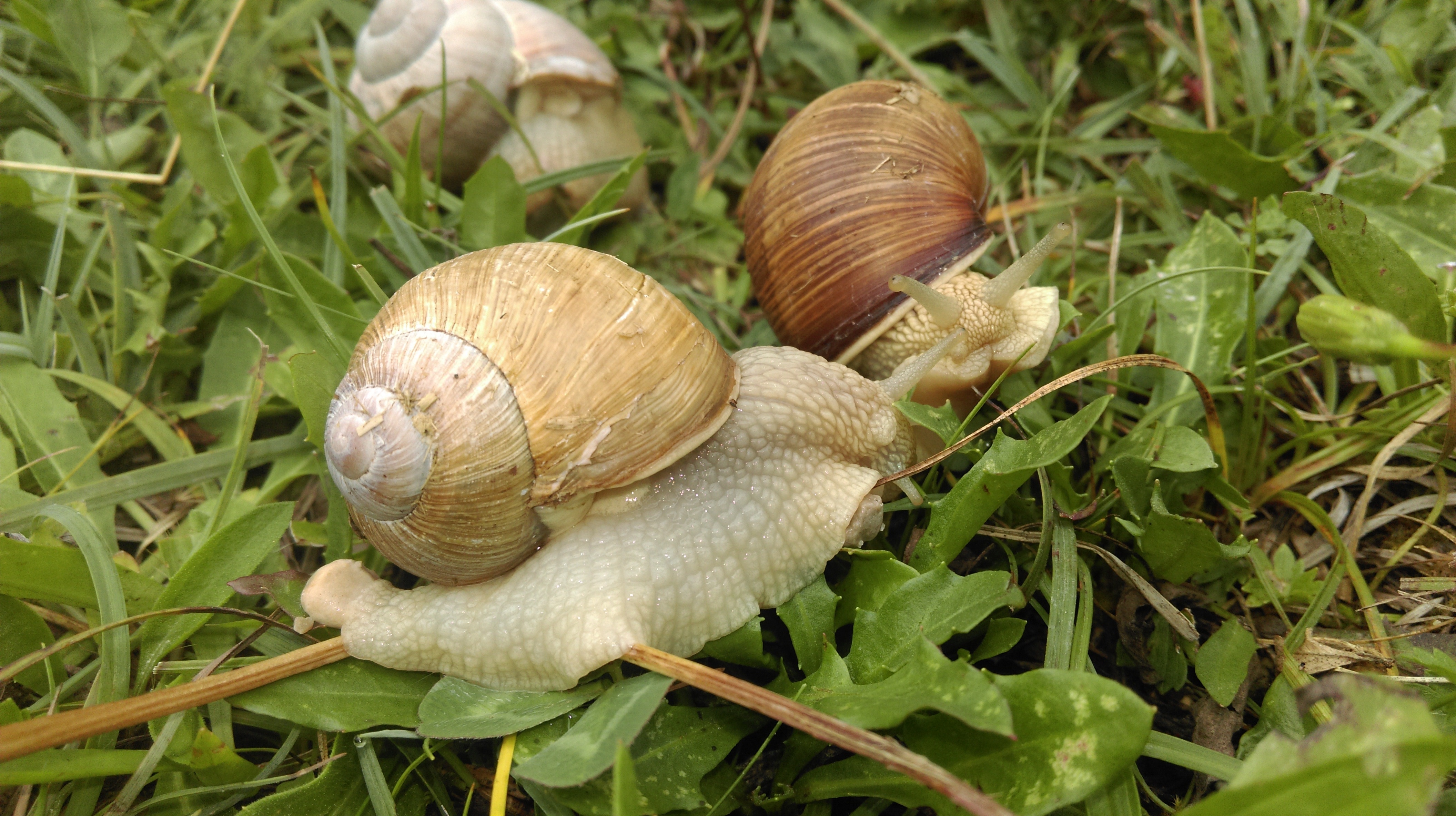 Slowly, Snail, Shell, Crawl, snail, animal shell