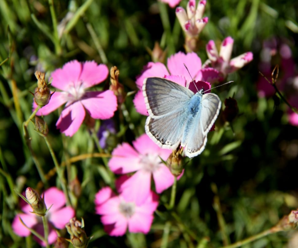 karner blue butterfly preview