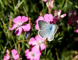 karner blue butterfly thumbnail