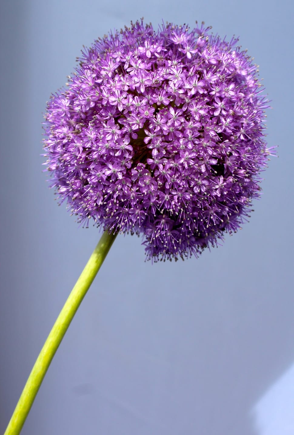 purple flowering plant preview