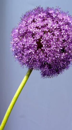 purple flowering plant thumbnail