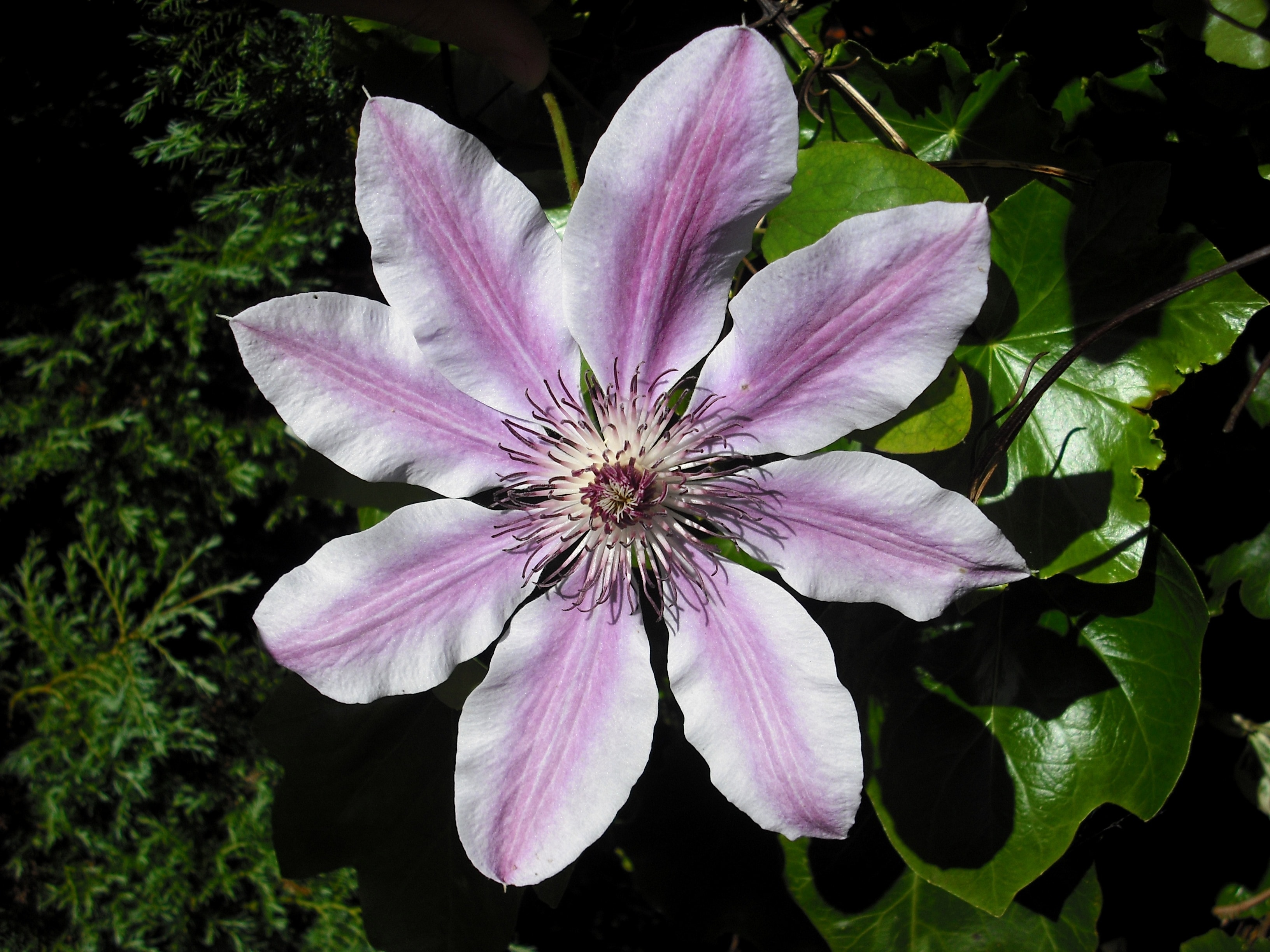 white and purple petaled flower