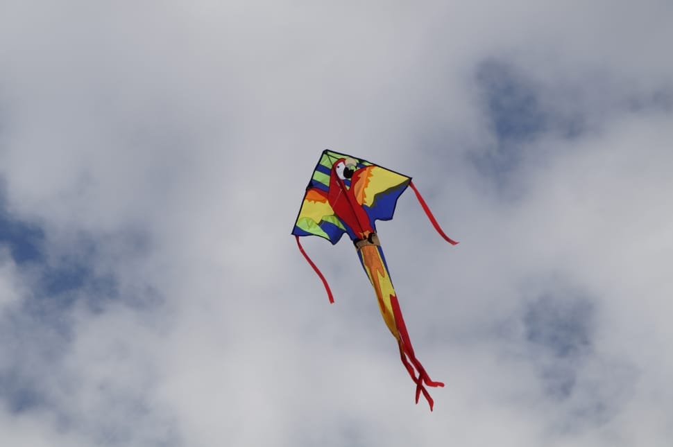 scarlet macaw kite preview