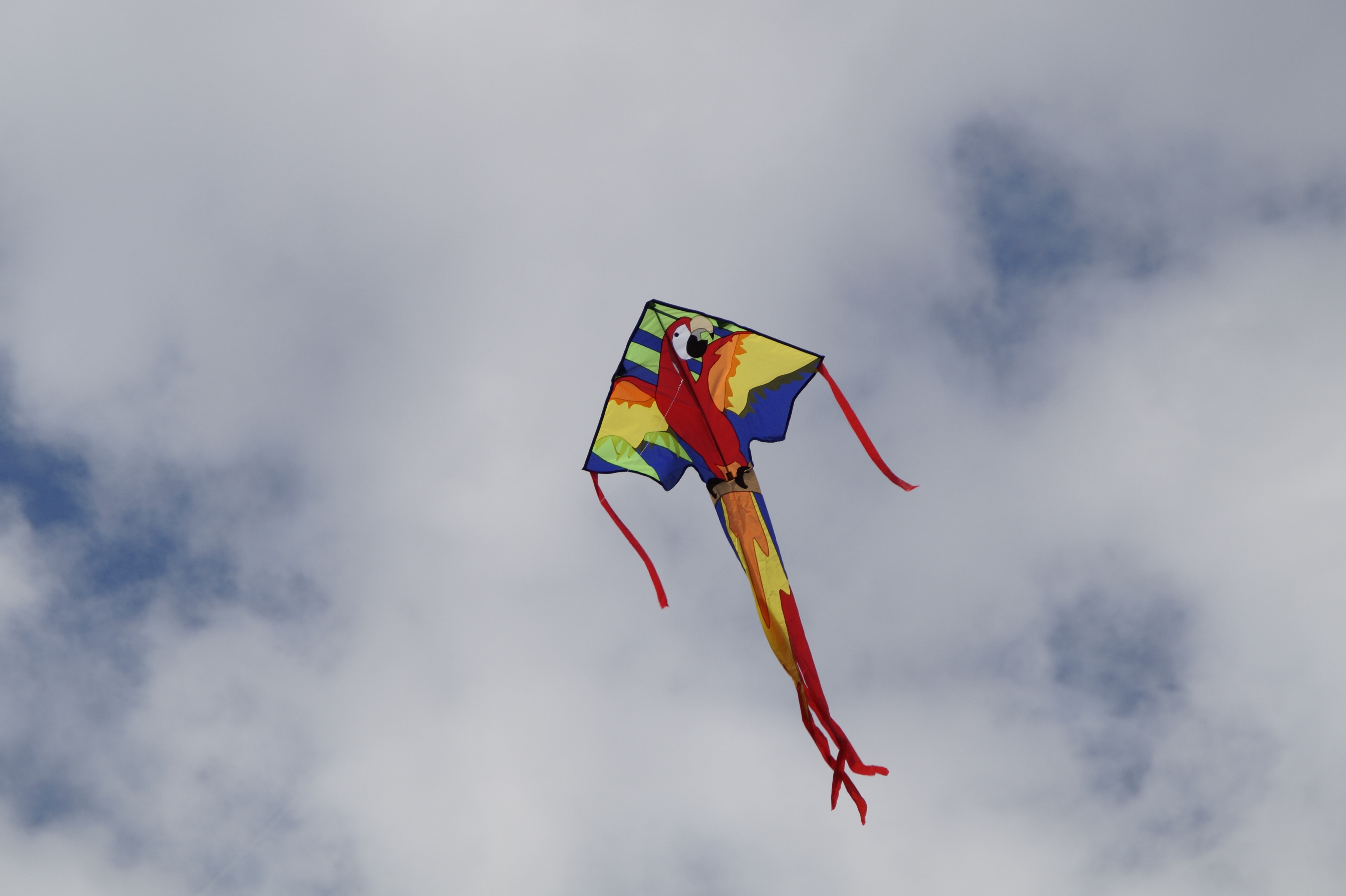 scarlet macaw kite