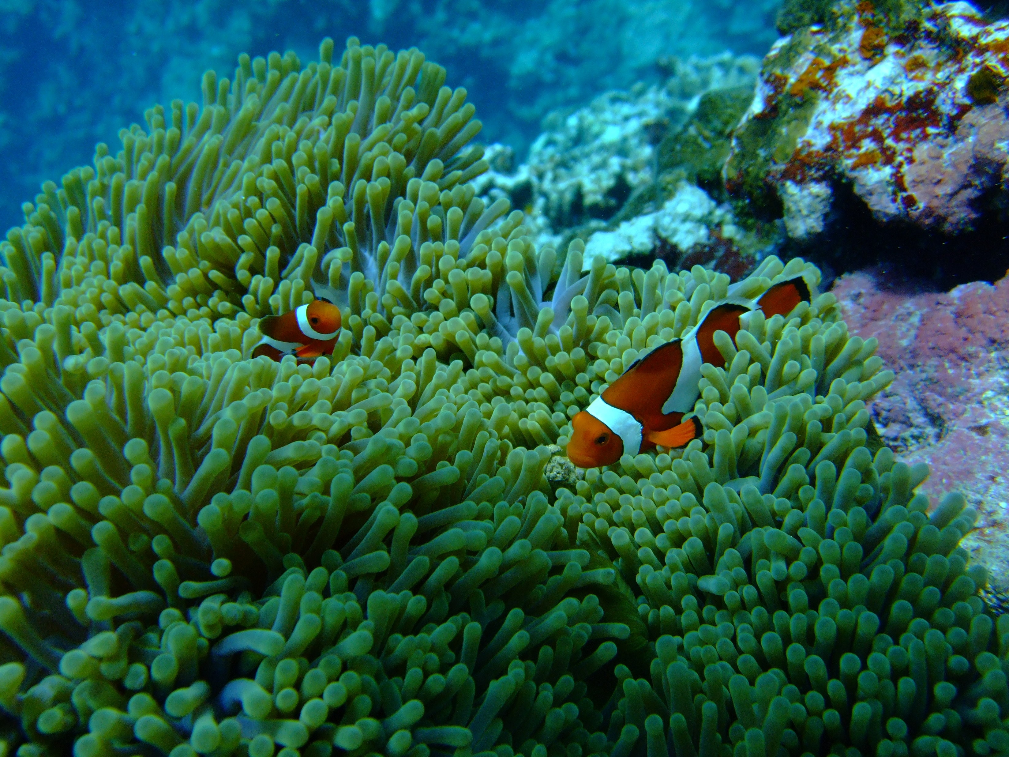 Рыбка коралловых рифов. Рыба-клоун. Рыба клоун и коралловые. Рыба клоун красное море. Рыба клоун Корал.