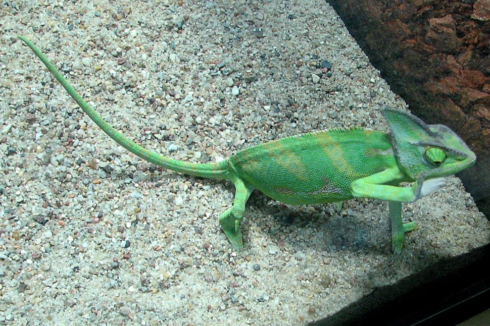 green chameleon preview