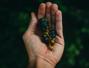 person holding blueberries thumbnail