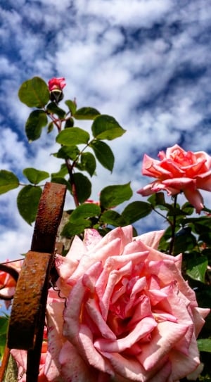 4 pink roses thumbnail