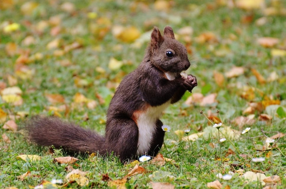 squirrel on green grass field preview