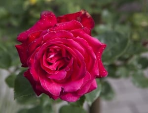 Selective photography of an red rose thumbnail