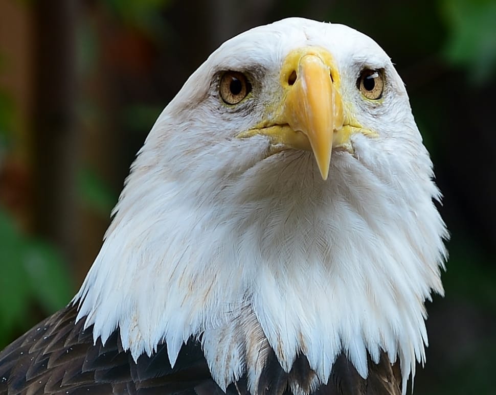 The bald eagle preview
