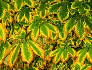 green yellow leafed plant thumbnail