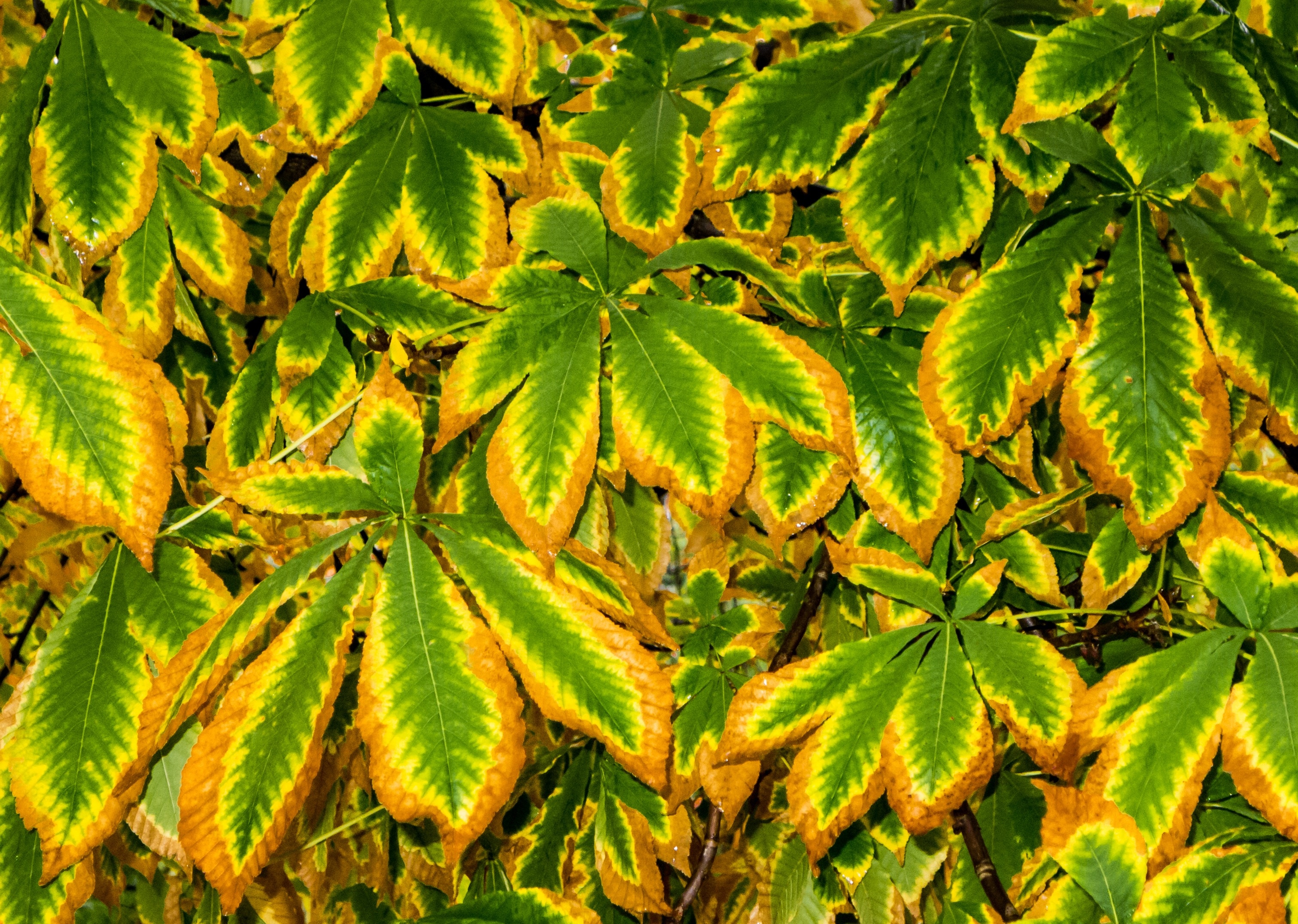 green yellow leafed plant