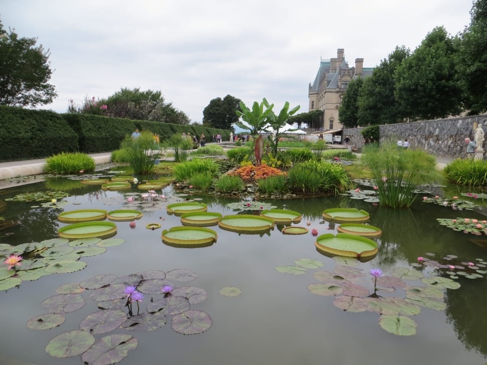 photo of waterlilies and pond preview