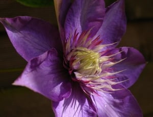 purple 7-petaled flower thumbnail