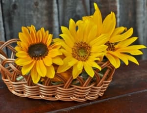 sunflowers and wooden basket thumbnail
