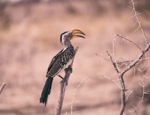selective focus photography of bird perching on withered branch during daytime thumbnail