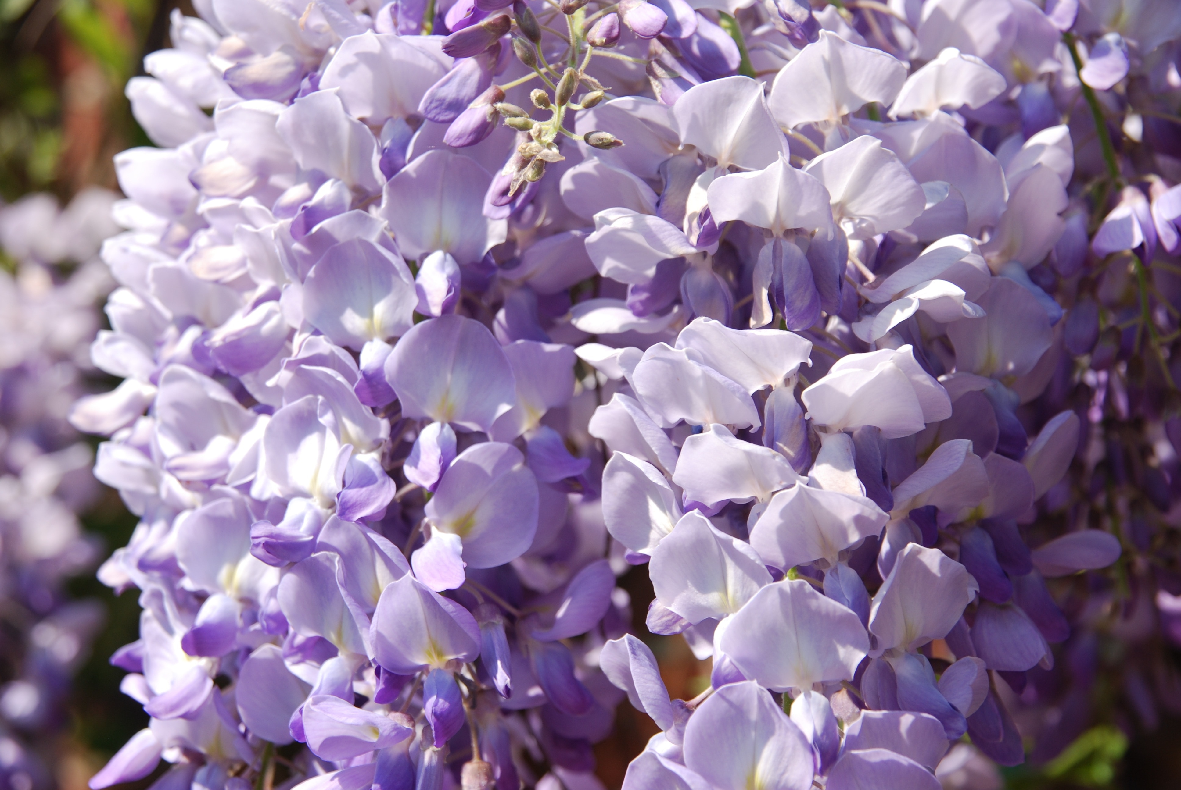 white and purple clustered petal flower