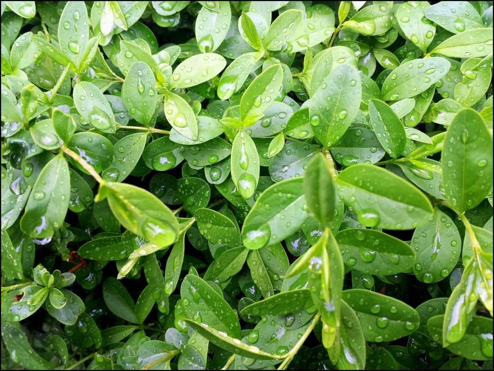 green leaved outdoor plant preview