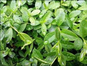 green leaved outdoor plant thumbnail