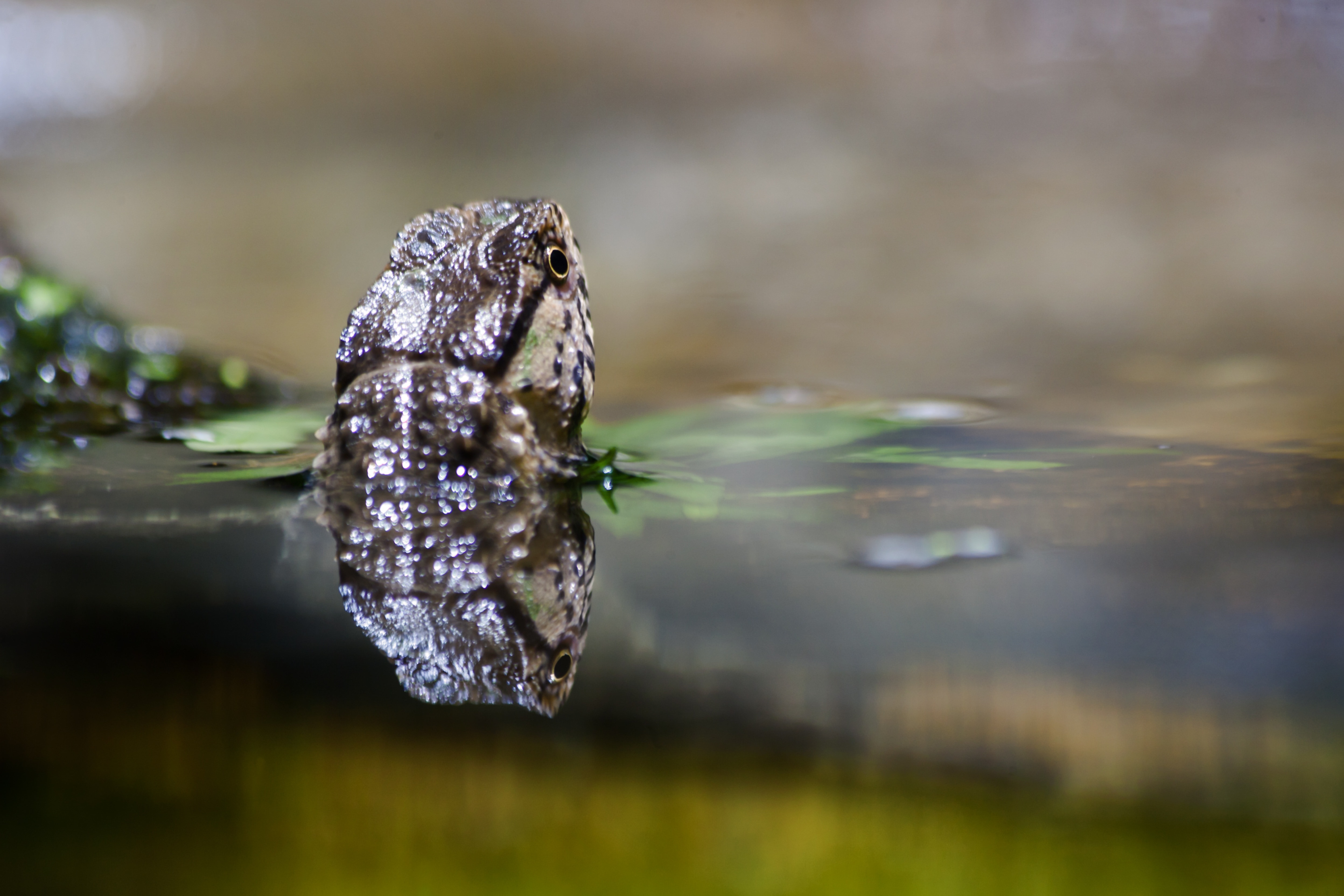 grey and green frog