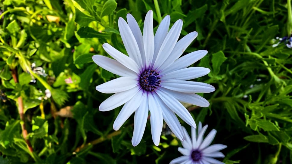 white and purple flower preview