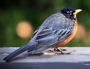 shallow focus photography of gray and orange feather bird thumbnail
