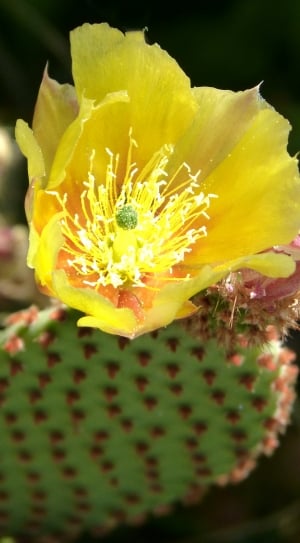 Cactus, Flowering Cactus, Detail, Beauty, flower, yellow thumbnail