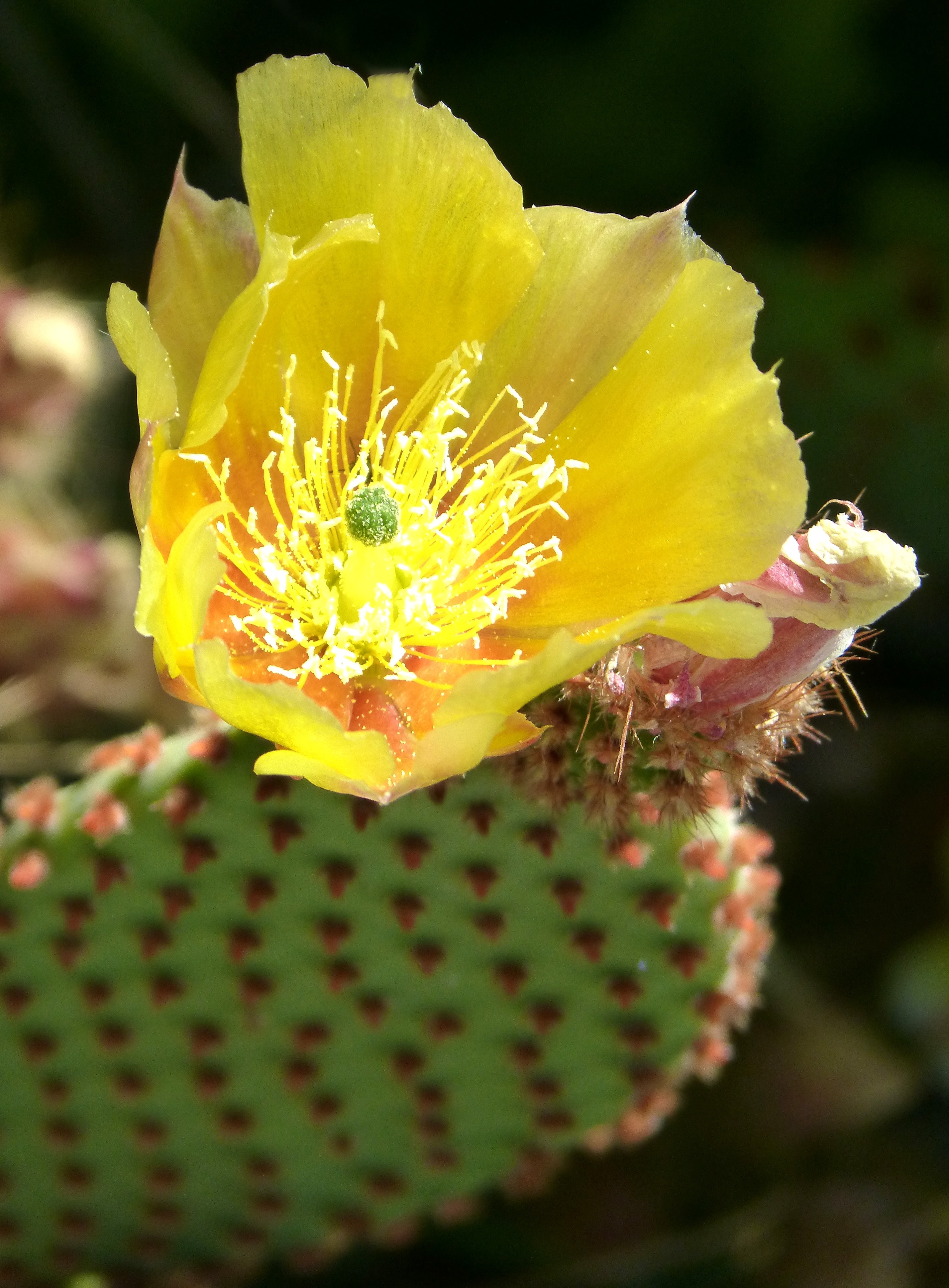 Cactus, Flowering Cactus, Detail, Beauty, flower, yellow