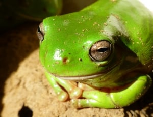 close up photography of green frog thumbnail