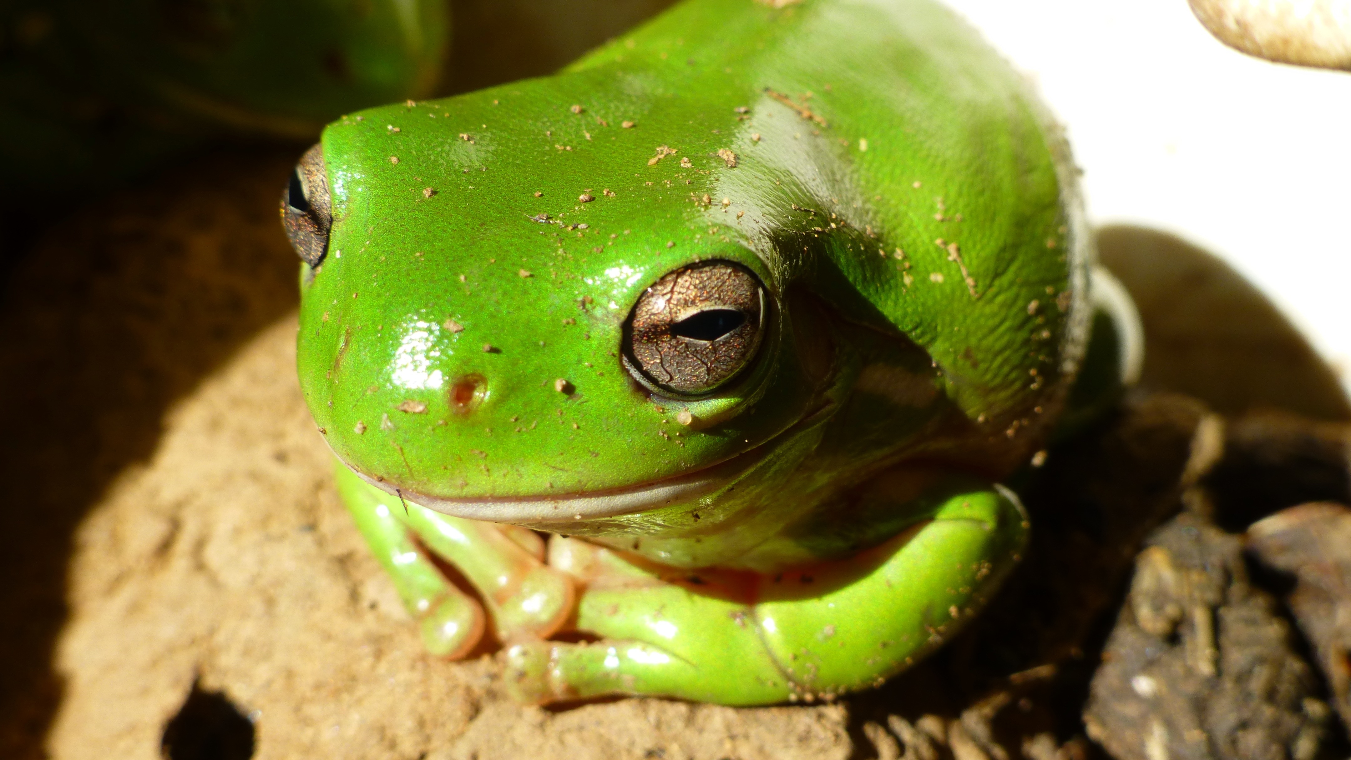 close up photography of green frog