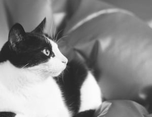 short haired cat grayscale photo thumbnail