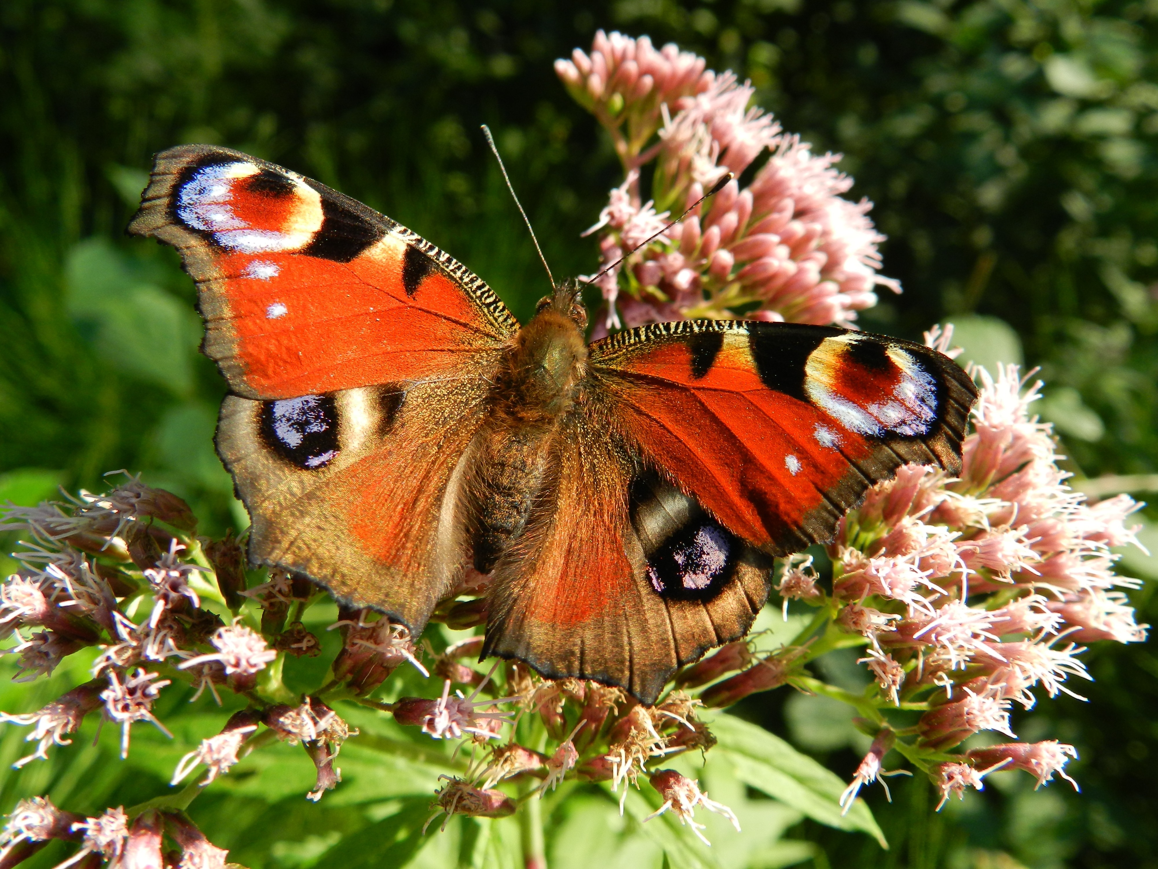 brown orange and black butterfly