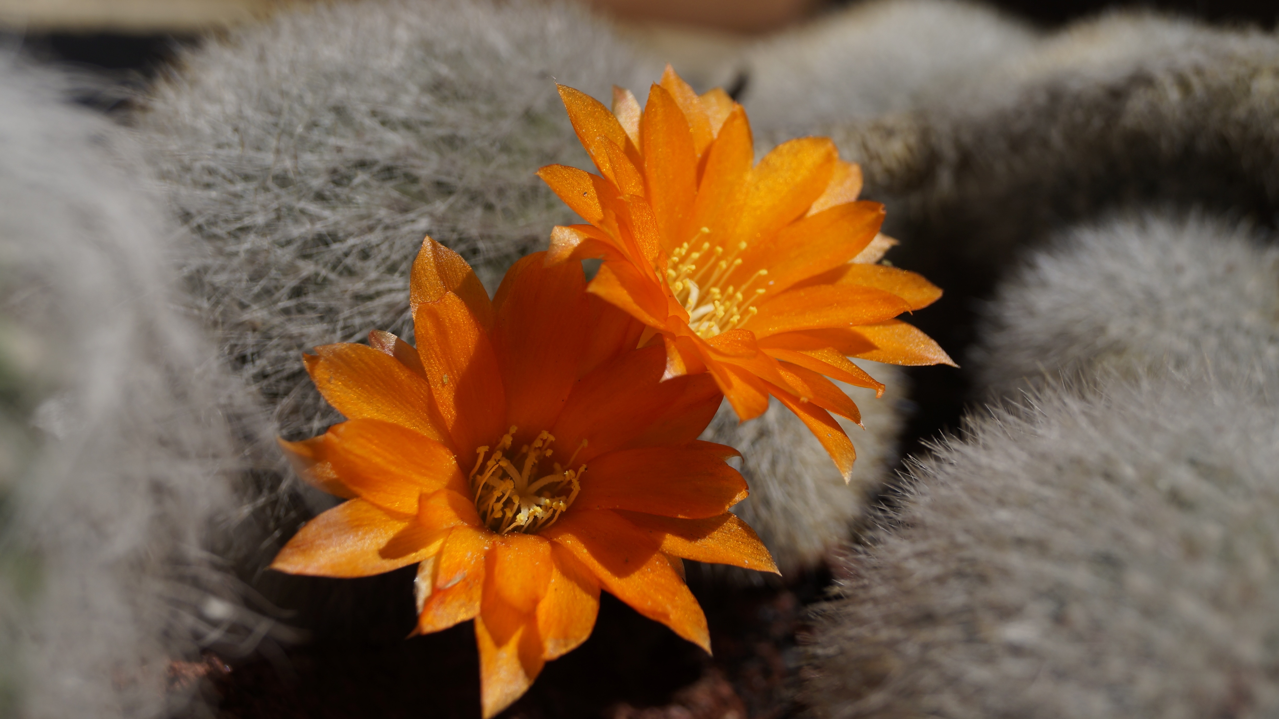orange petal flower