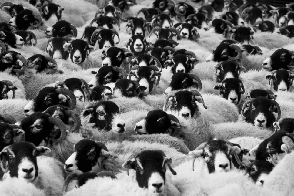 Sheep, Agriculture, Animals, Countryside, large group of people, large group of animals preview