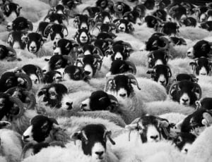 Sheep, Agriculture, Animals, Countryside, large group of people, large group of animals thumbnail