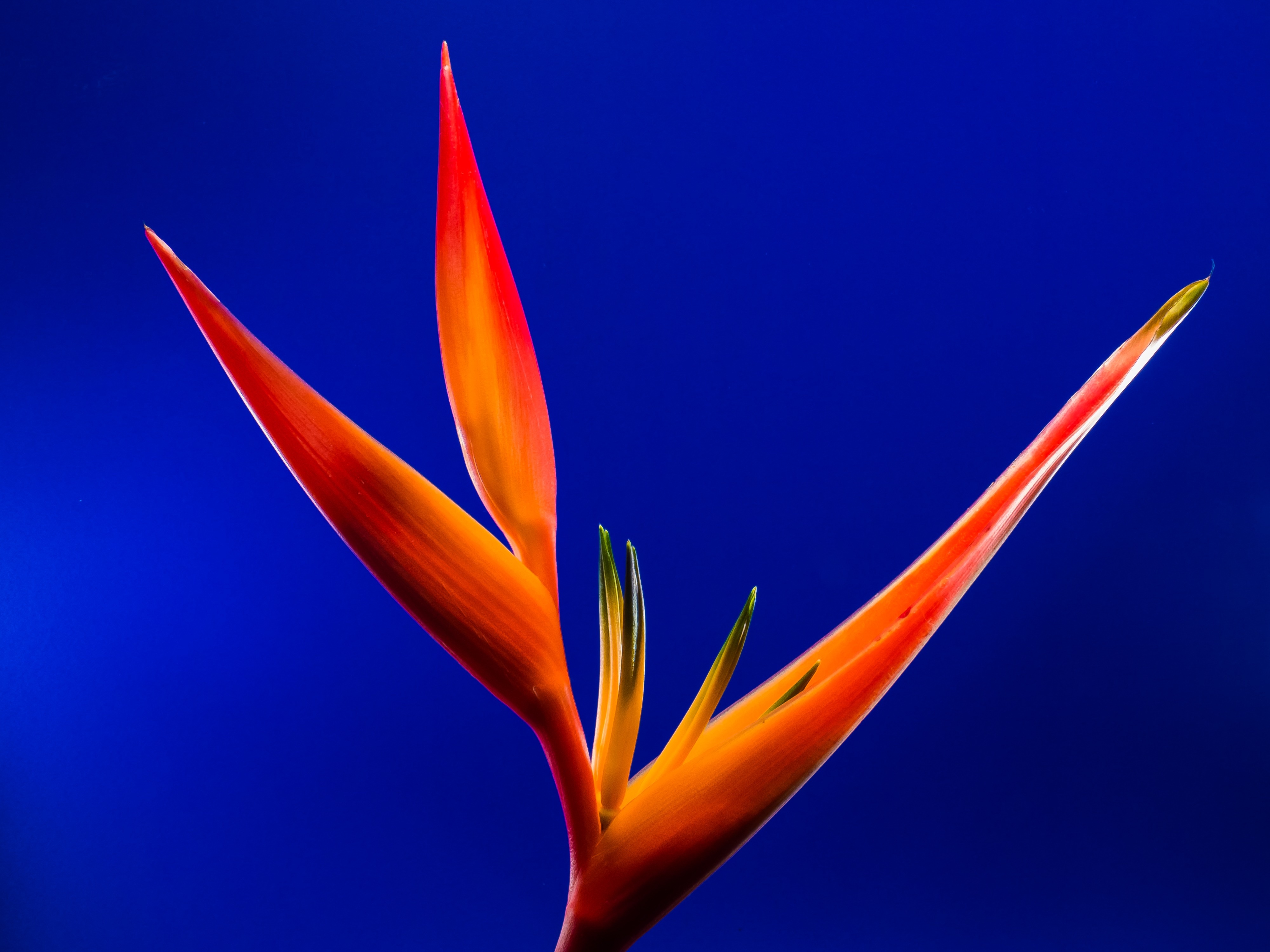 orange birds of paradise plant