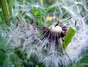 Summer, Dandelion, Wind, Seeds, Nature, flower, fragility thumbnail