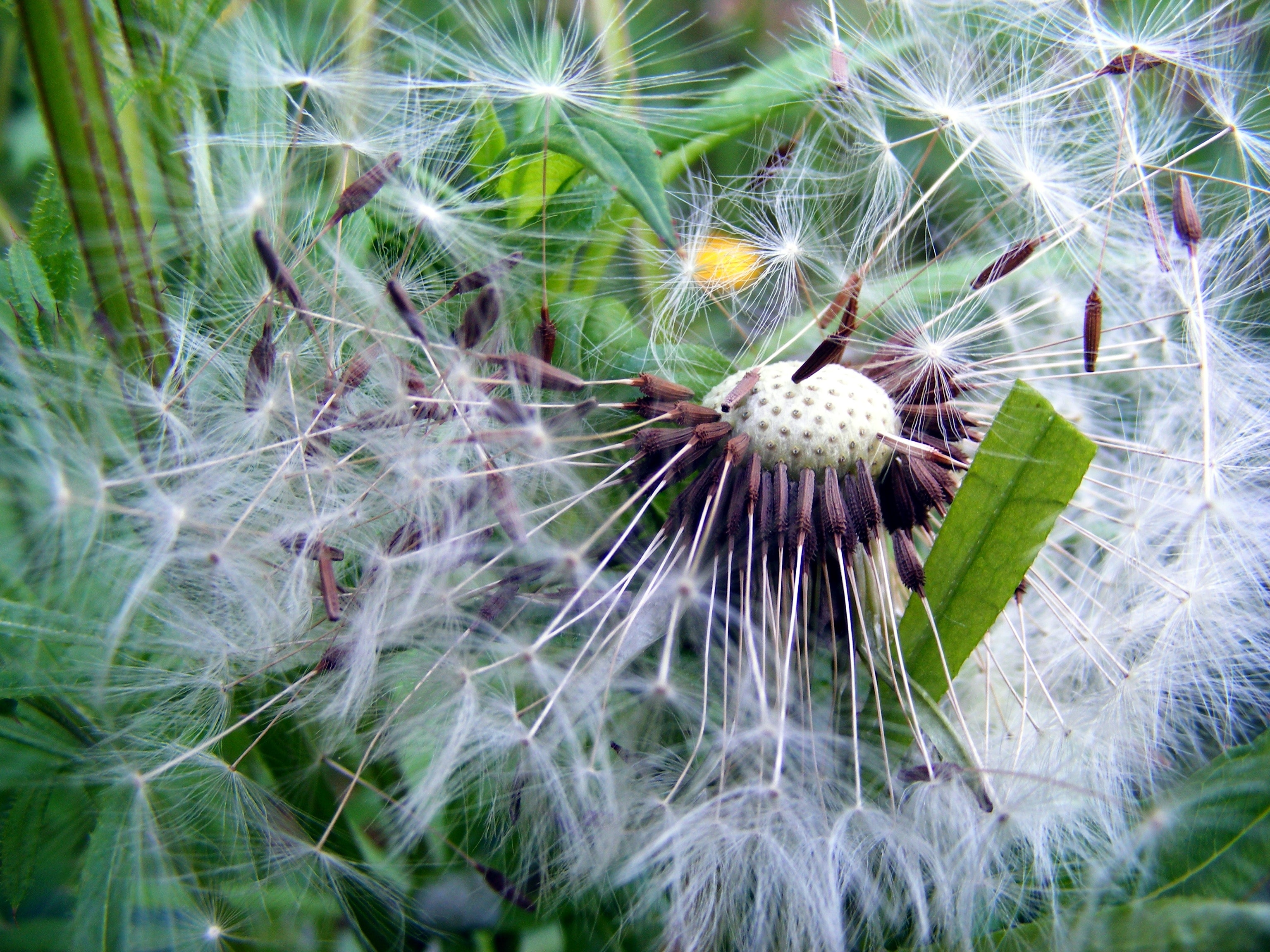 Summer, Dandelion, Wind, Seeds, Nature, flower, fragility