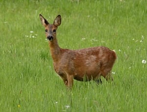 Wilderness, Animal, Foraging, Roe Deer, grass, one animal thumbnail