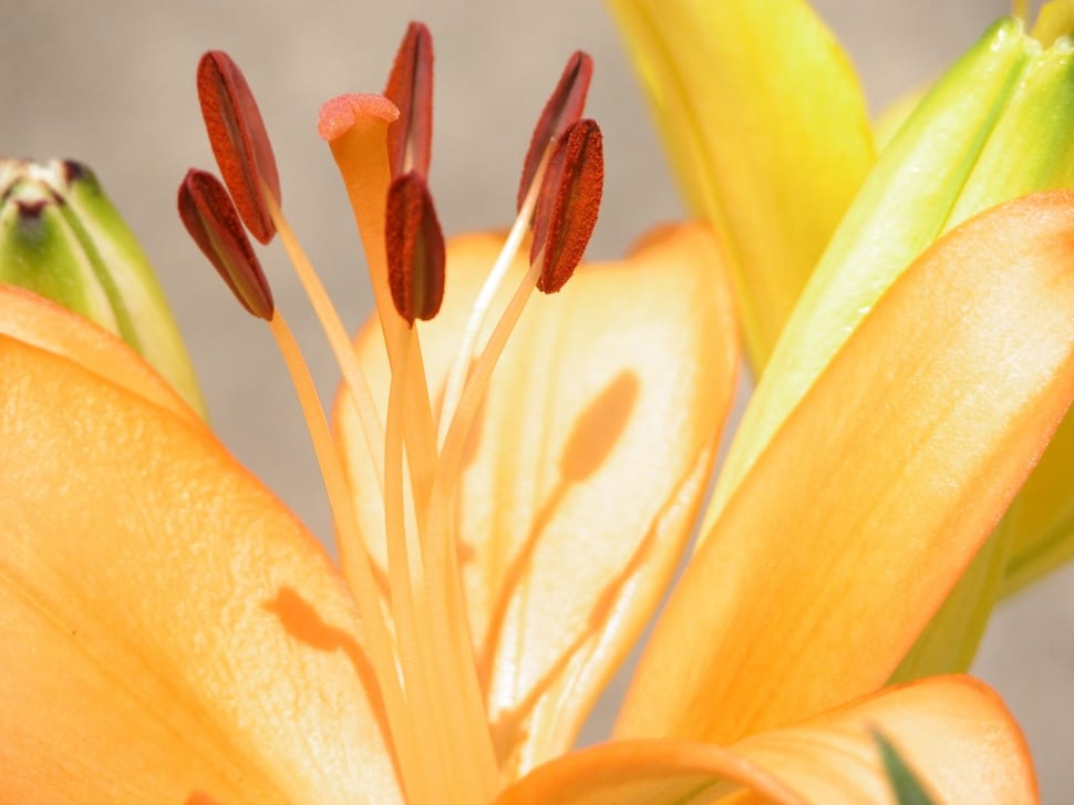 close up photography of yellow Lilies preview