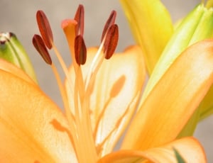 close up photography of yellow Lilies thumbnail